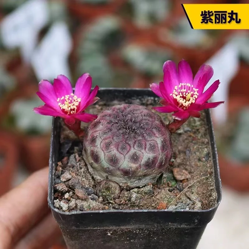 小号紫丽丸仙人球（2-3cm，介意勿拍）