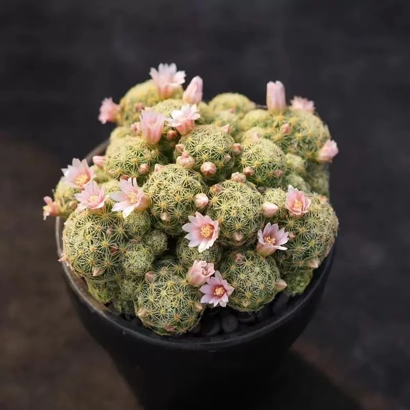 吉赛尔仙人球多肉植物