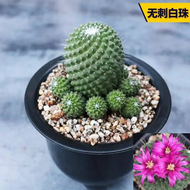 群生白珠仙人球多肉植物