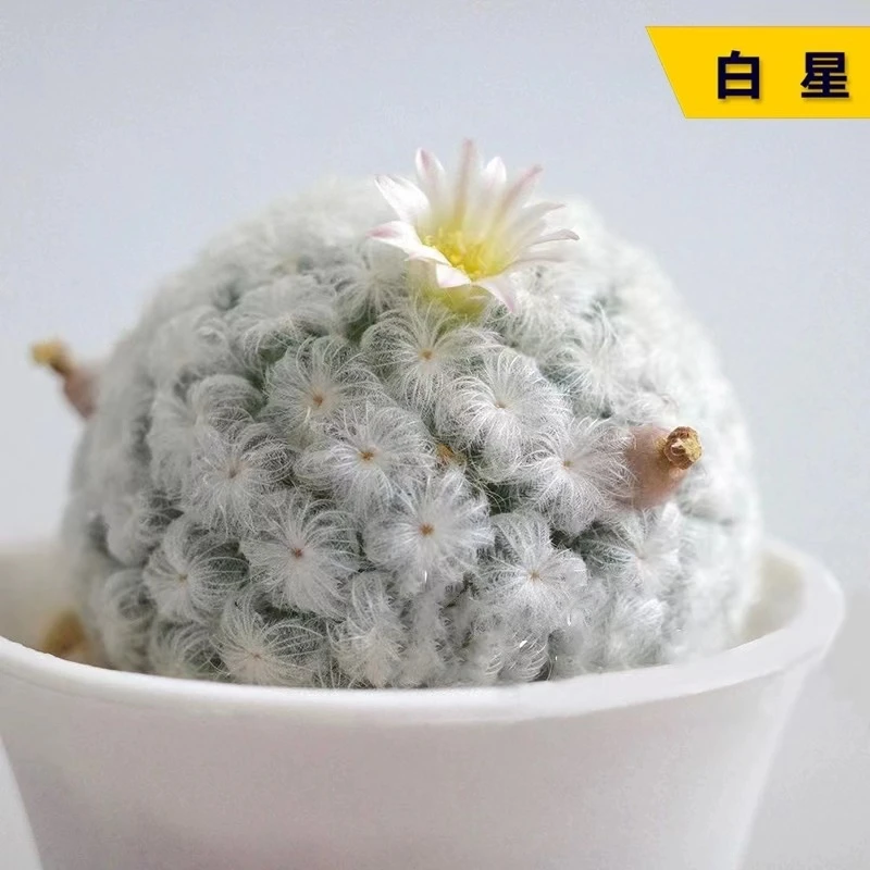 大号白星仙人球多肉植物