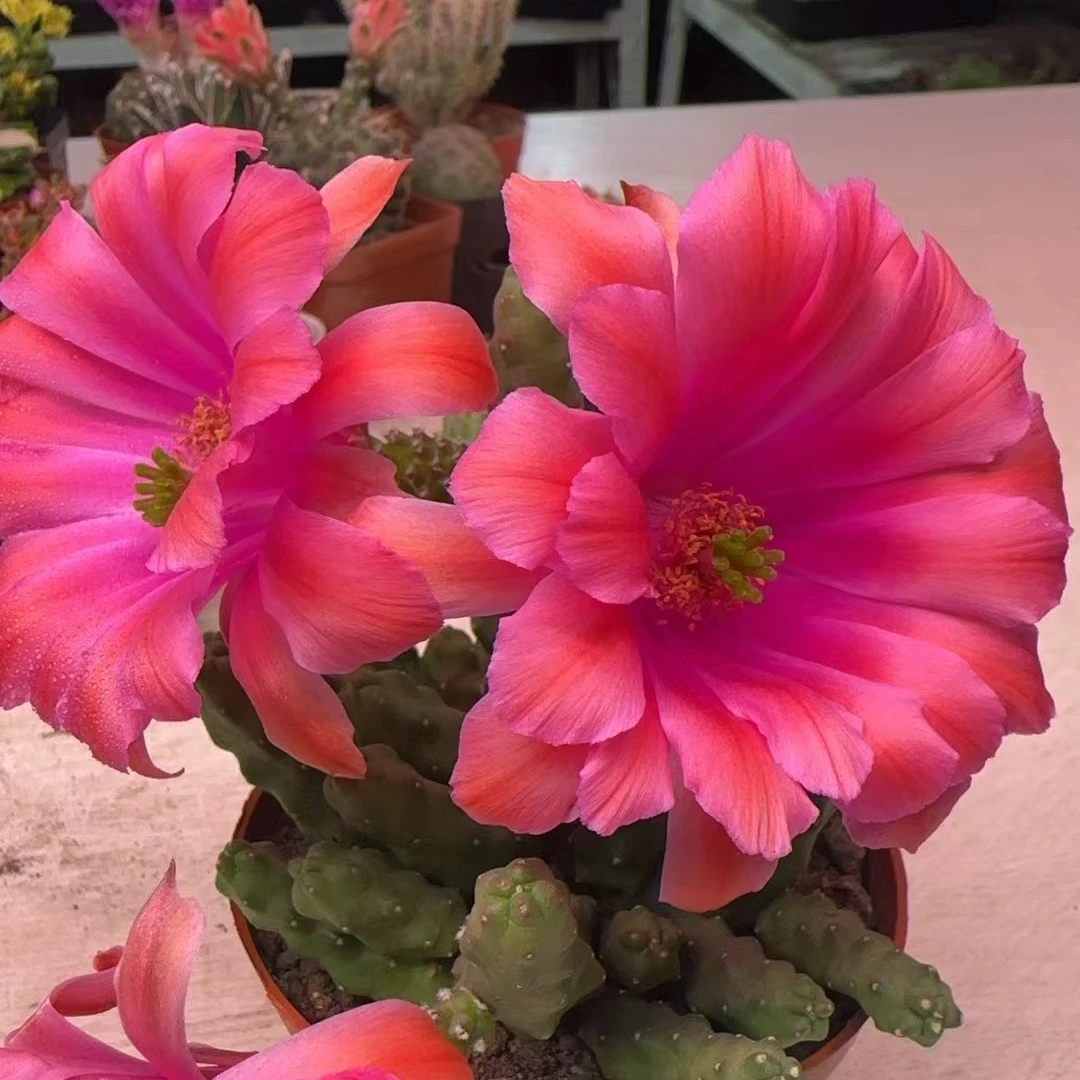 小号水仙情郎仙人球