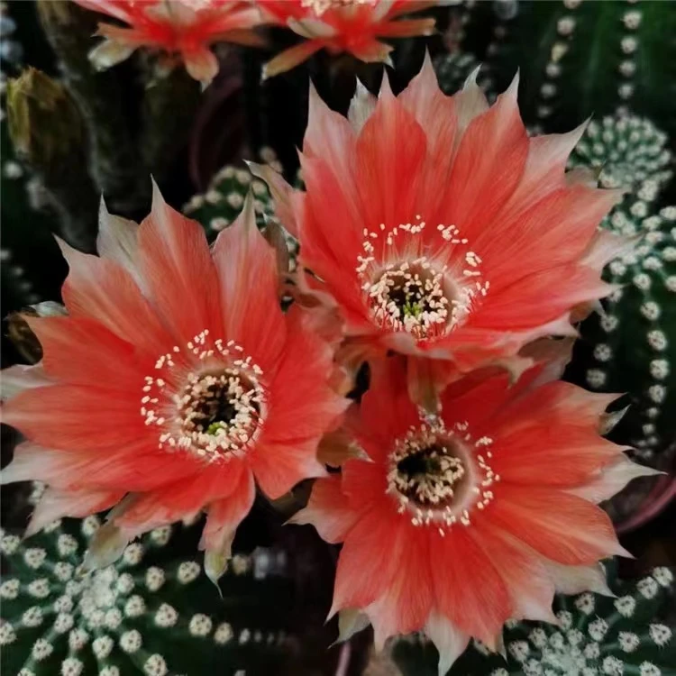 带花苞红花金刚仙人球（满18包邮）