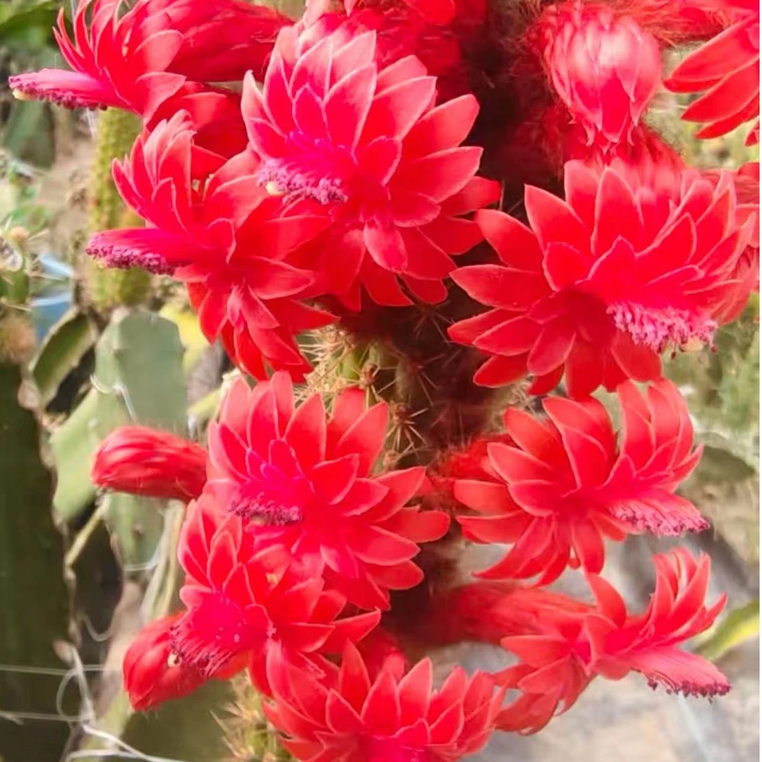 彩舞柱金妞柱状仙人球植物