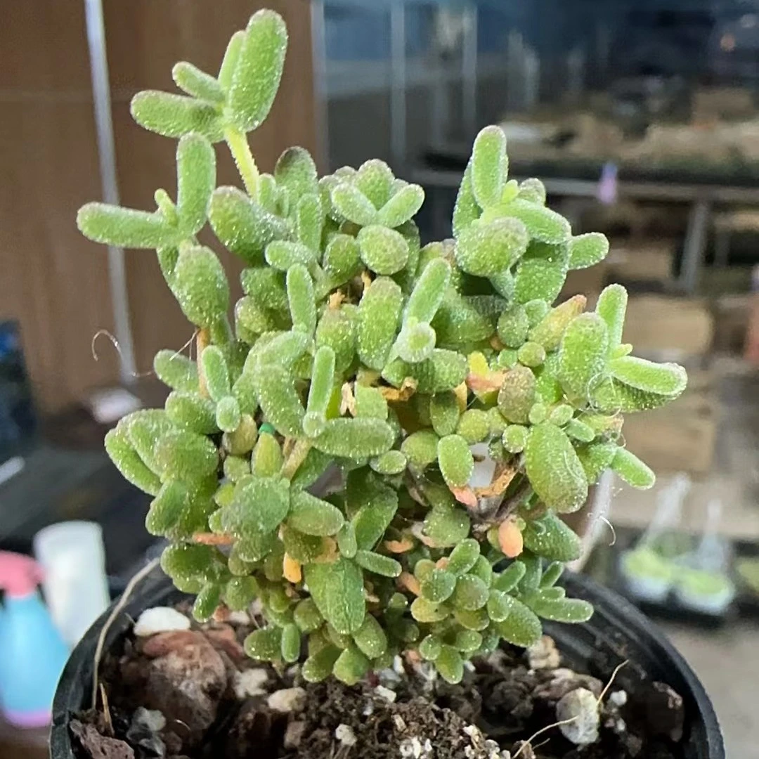 小米粒精品多肉植物