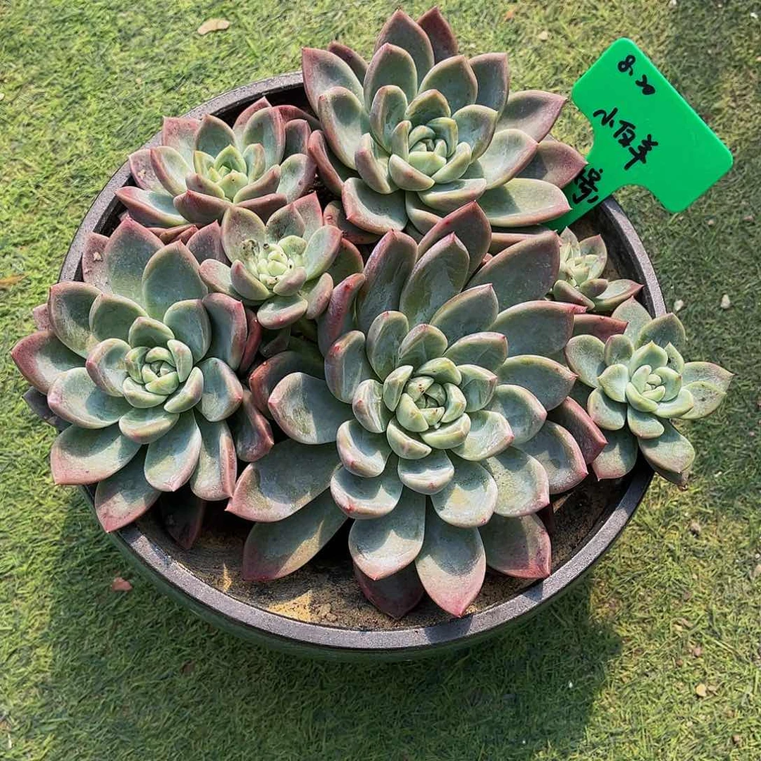 一物一拍，精品多肉