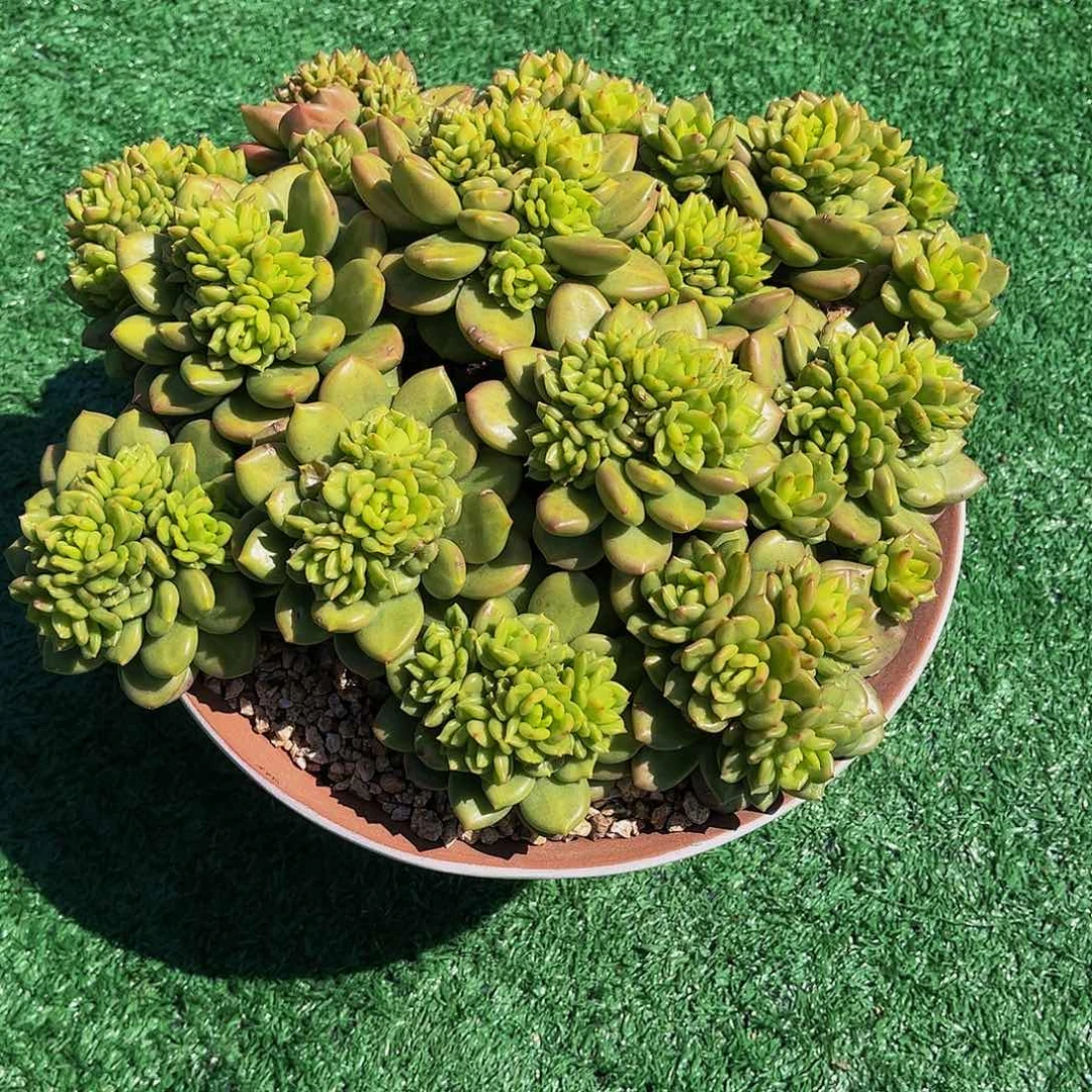 一物一拍，精品多肉