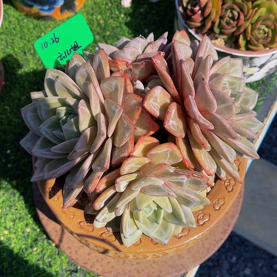 一物一拍，精品多肉