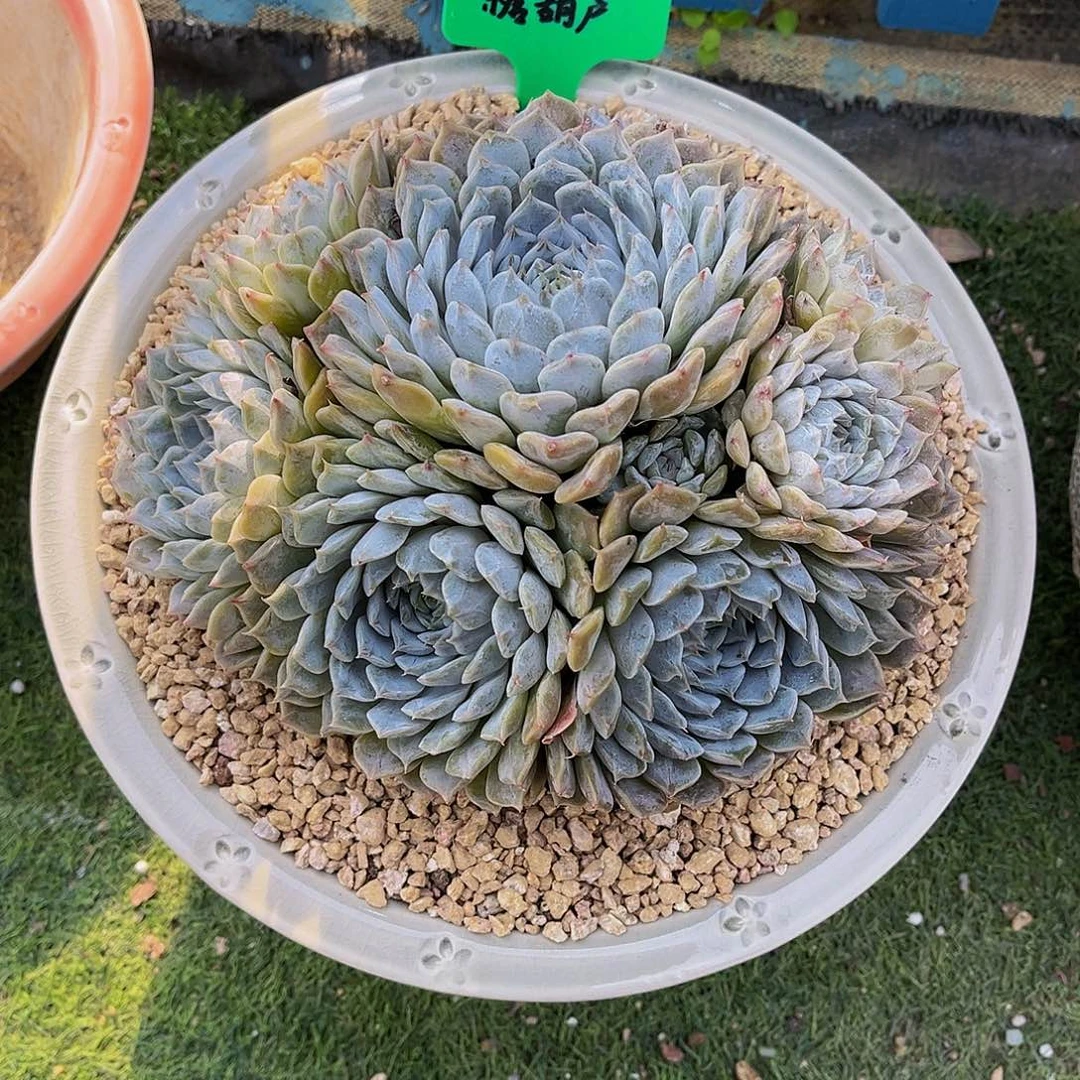 一物一拍，精品多肉