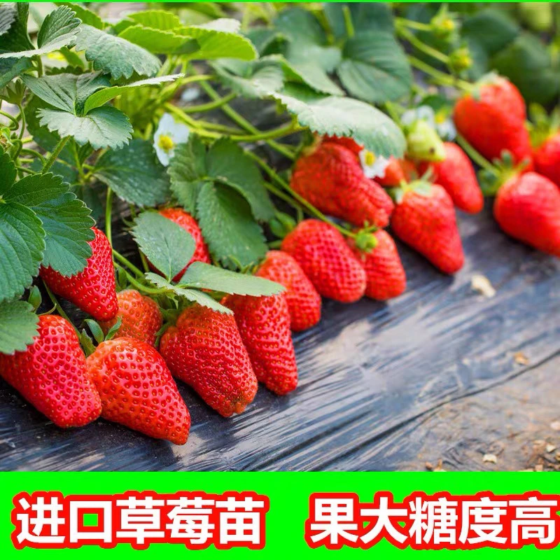 奶油草莓苗四季结果红颜盆栽带果绿植阳台室内南北方种植果苗秧苗