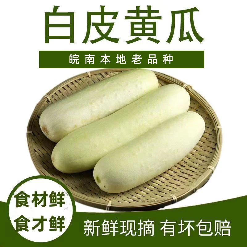 皖南山区本地老黄瓜新鲜黄瓜白玉黄瓜白皮黄瓜嫩现摘现发当季蔬菜