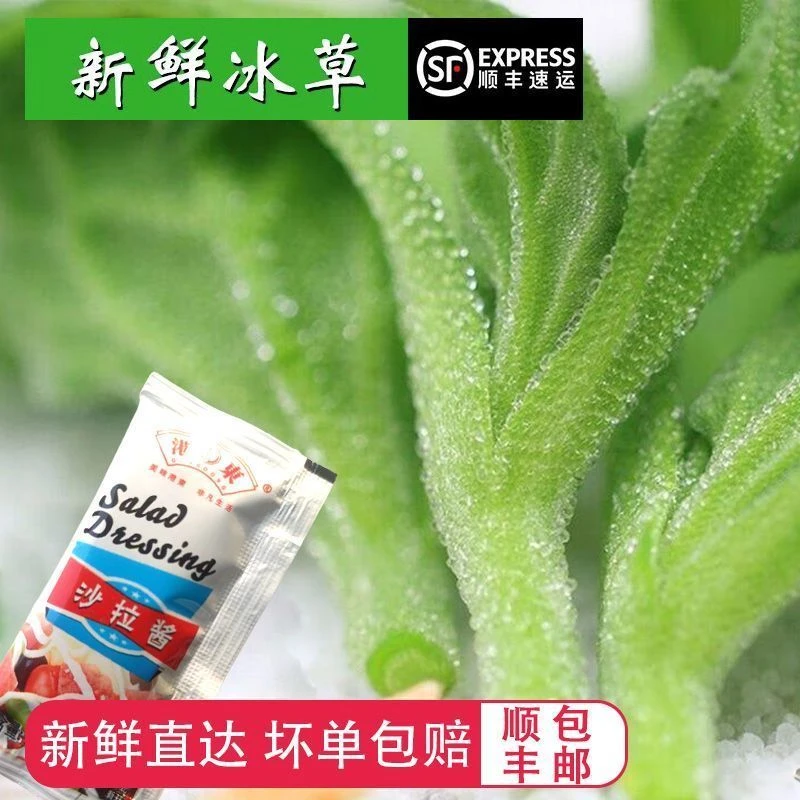 冰草新鲜冰菜冰草即食沙拉冰叶沙拉菜火锅食材凉拌当季蔬菜凉拌菜