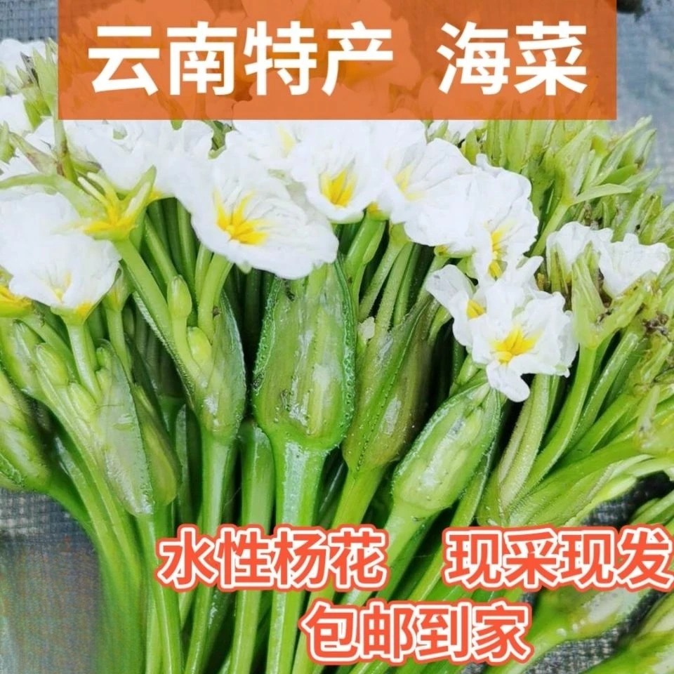 云南特产洱海菜特色新鲜蔬菜网红野菜大理海菜火锅菜水性杨花菜