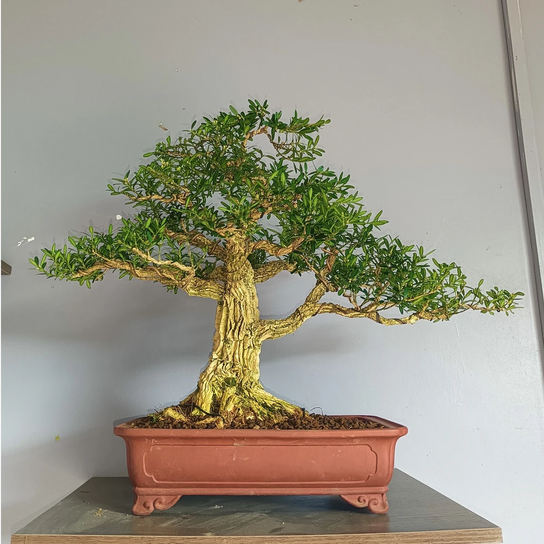 雀舌黄杨 小叶黄杨盆景 黄杨树 黄杨盆景黄杨造型盆景 一物一拍