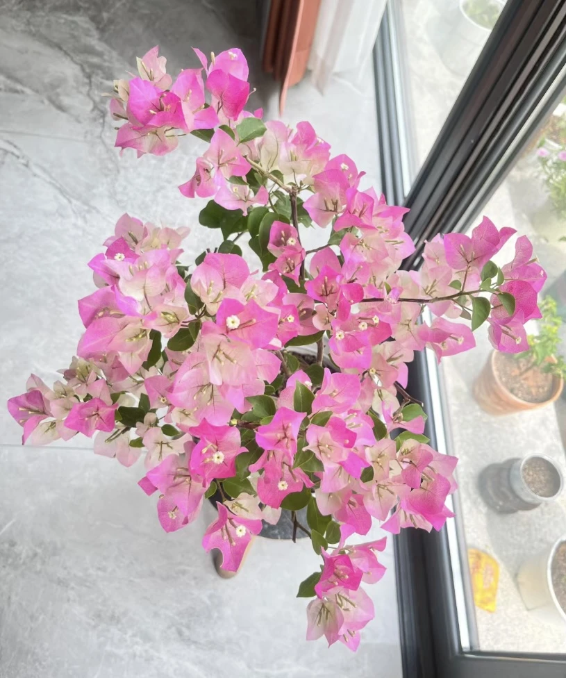 三角梅一物一拍（原盆原土发）