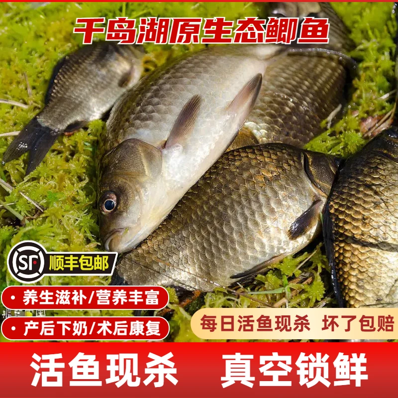 【活杀-生态鲫鱼】淳鲜舫千岛湖生态大鲫鱼1-3条现捕捞活鱼鲜杀顺丰