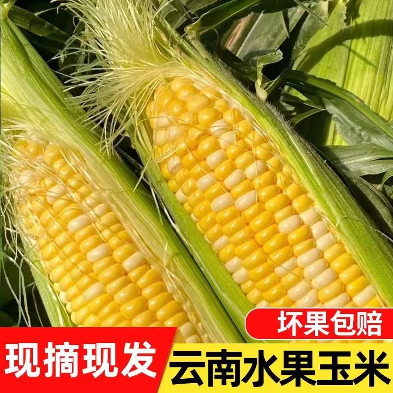 【脆甜】云南金银水果玉米5/9斤新鲜可生吃玉米包谷棒子蔬菜东北粘