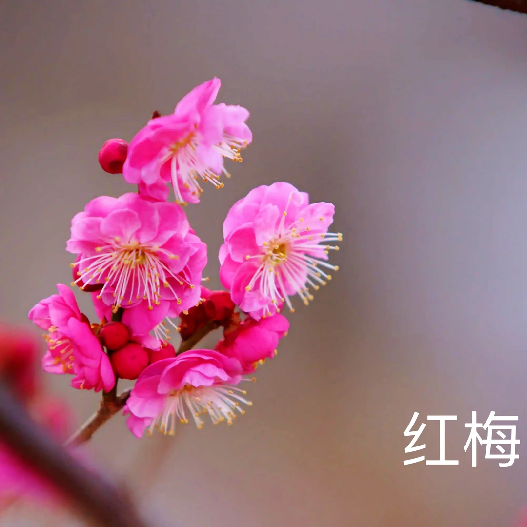 【梅花海棠直播间一物一拍】