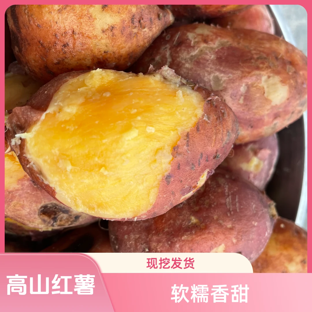高山种植红薯本地红苕包邮