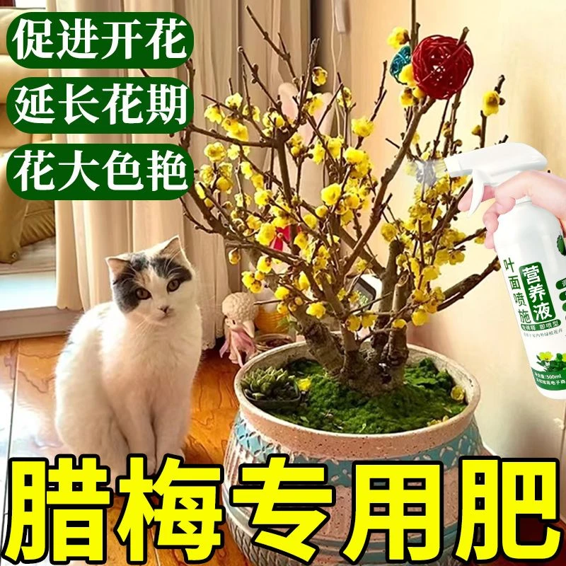 腊梅专用肥腊梅营养液促开花肥料调节肥腊梅促花开花延长花期肥料