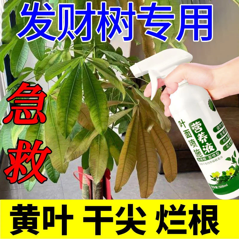 发财树专用营养液一喷绿防黄叶防落叶适用于室内外发财树营养液