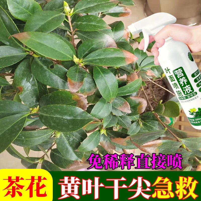茶花营养液茶花专用肥料防黄叶落蕾促生长延长花期免稀释四季开花
