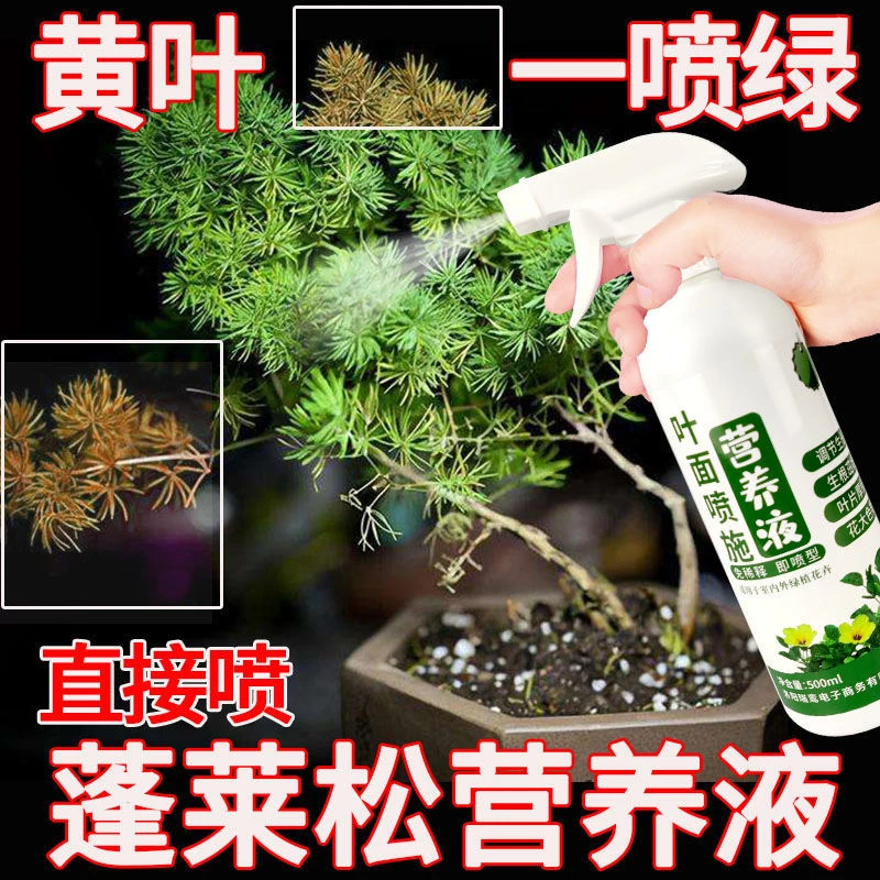 蓬莱松营养液通用肥五针松黑松香松专用直喷营养液花肥料有机肥料