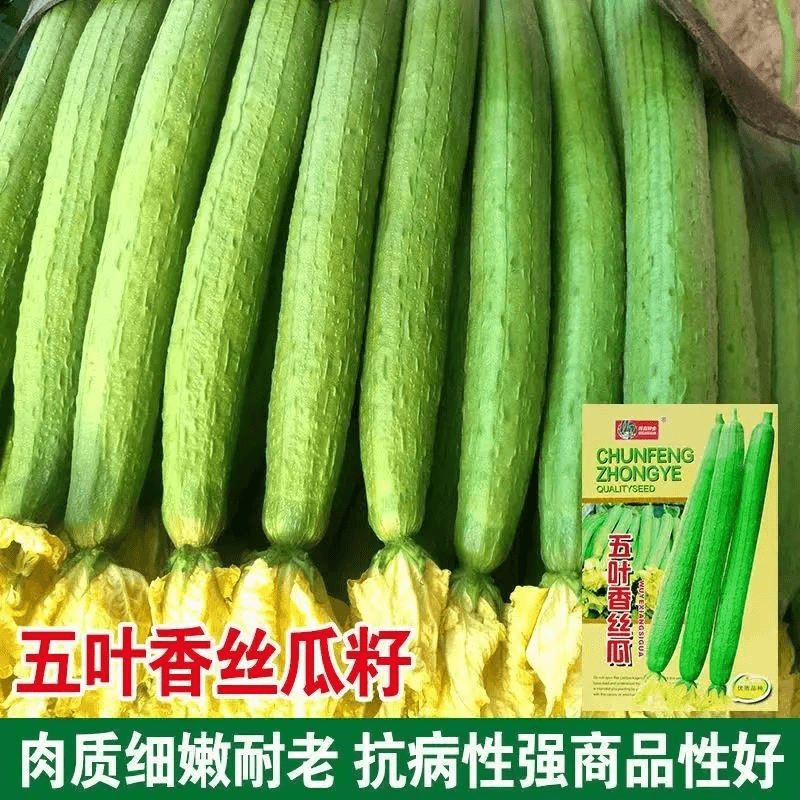 五叶香丝瓜种子高产丝瓜种子早熟长丝瓜籽四季播种大田蔬菜籽优质