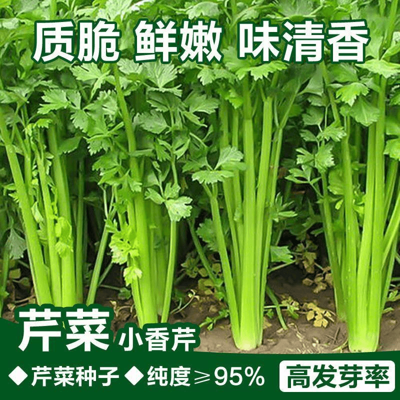四季小香芹种子脆嫩西芹芹菜种子四季蔬菜种子盆栽种子鲜嫩发芽‘’