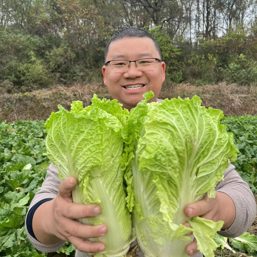 【硕士自种】农家白菜湖北本地青菜绿叶菜散叶包心随机5斤包邮
