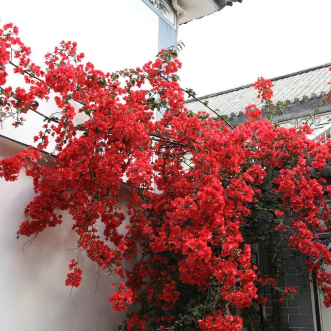 三角梅一物一拍（备注花色），四季开花（一个月后再换盆）爬藤花卉