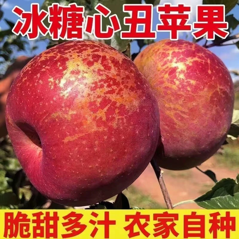 正宗当季云南昭通冰糖心丑苹果自然脆甜多汁精选现摘现发3/5/10斤