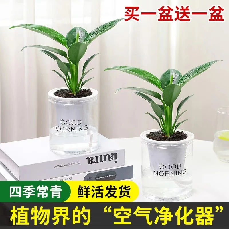【吸除甲醛植物】大叶金钻盆栽室内种植办公室客厅四季常青鲜活植物