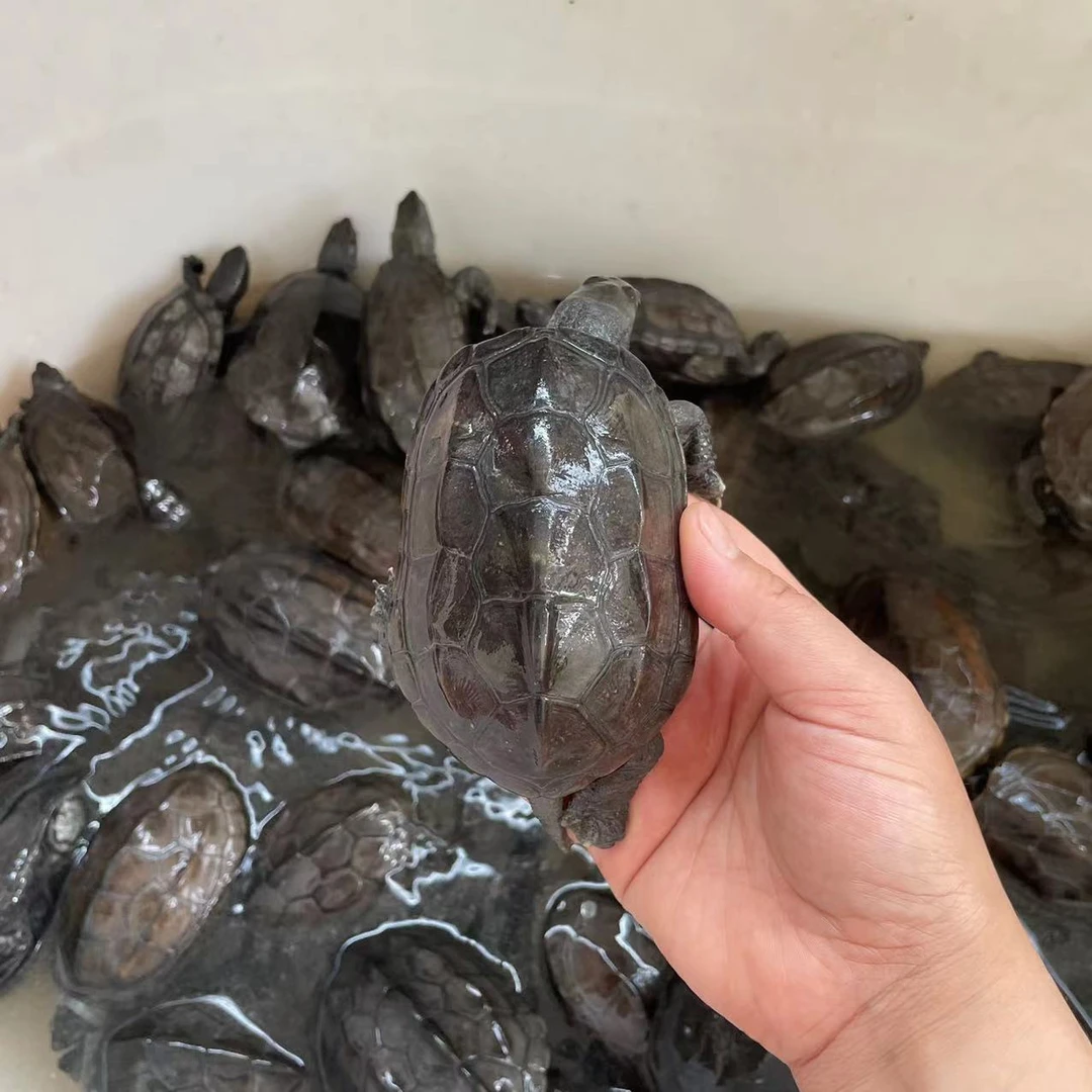 宠物草龟公墨龟乌龟冷水