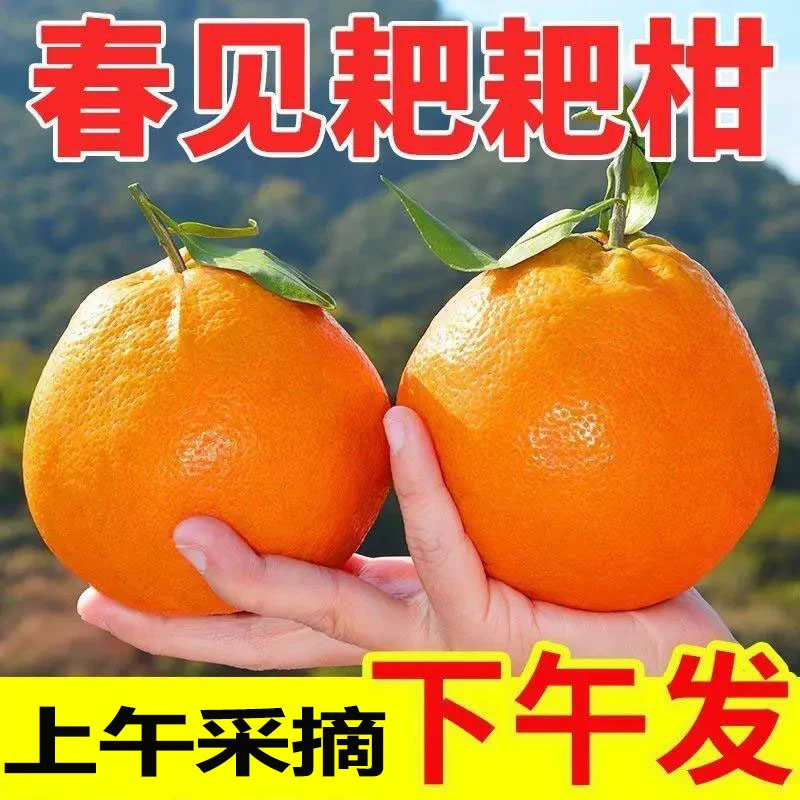 四川眉山春见耙耙柑爆汁甜多汁无渣桔子柑橘丑柑新鲜采摘产地直发