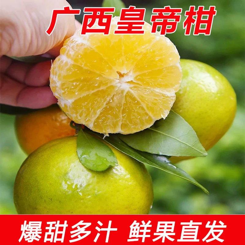 【冲销量】广西皇帝柑产品成熟橘子爽口多汁甜蜜柑橘新鲜香甜水果