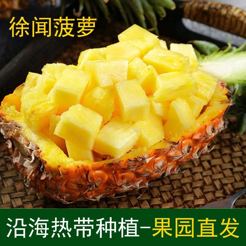 徐闻菠萝新鲜水果广东香水大玻璃当季现摘湛江曲界产地直发非凤梨
