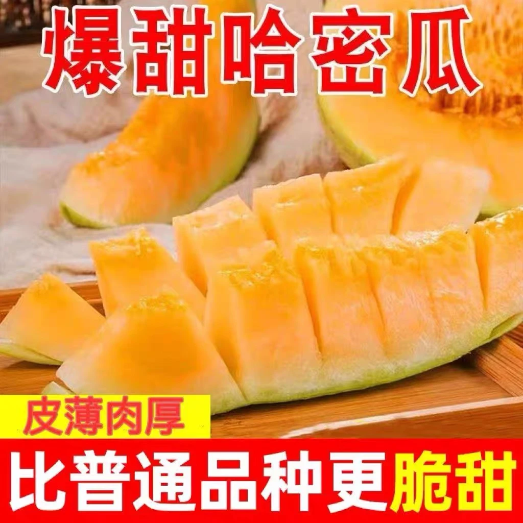 【新疆直发】正宗新疆哈密瓜新鲜水果脆甜哈密瓜西周蜜爆甜包邮