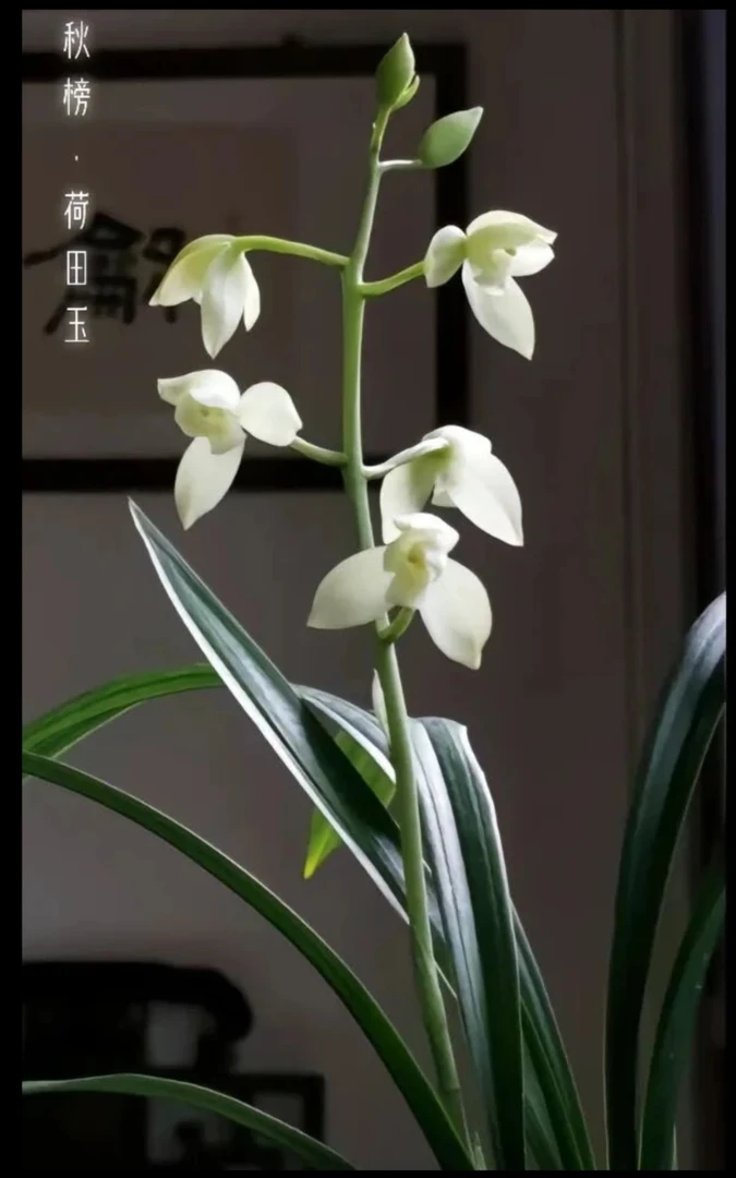 李克正秋榜龙卉源头【鲜花以兰养兰以直播间介绍一物一拍】请误跟拍