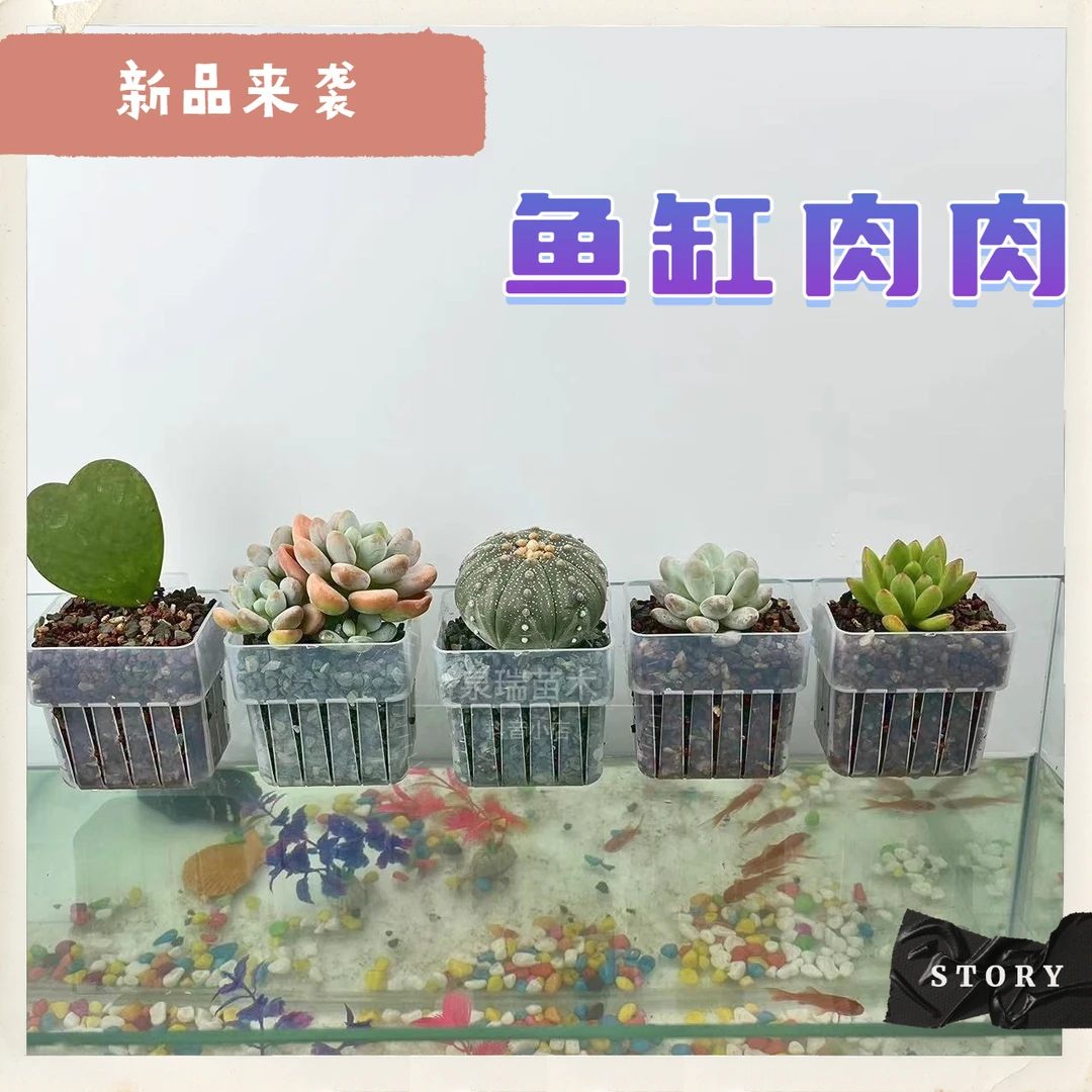 鱼缸水培多肉带定植篮水生植物鱼缸装饰多肉系列盆栽观赏趣味好养