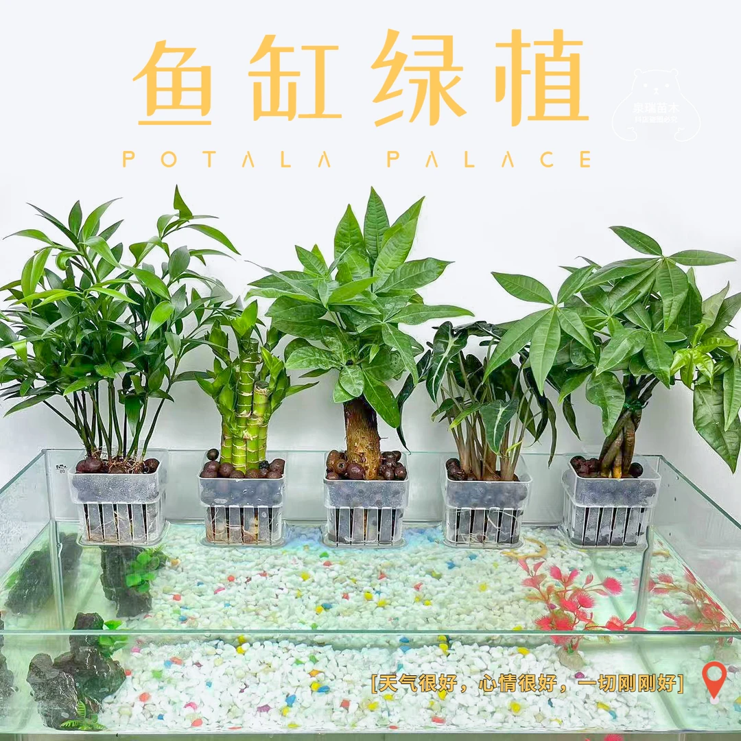 带吸盆支架装饰水培植物室内吉利红竹子水培花卉室内水养