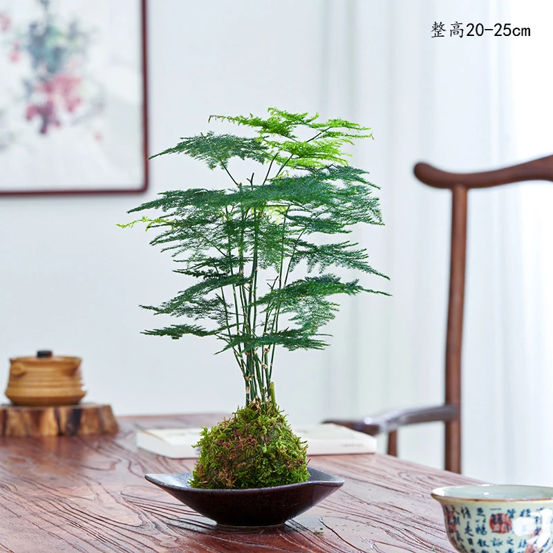 苔藓球水培植物盆栽办公室内复古绿植净化空气吸水培花卉室内水养