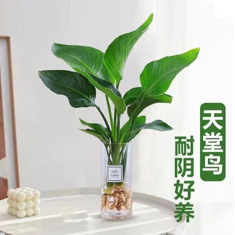 水培通话天堂鸟植物大绿植盆栽鹤望兰室内阳台花卉室内大型绿植