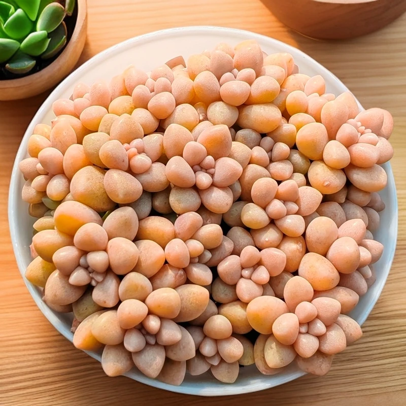 姬秋丽正版姬秋丽小叶肉粉萌可爱精控多肉植物