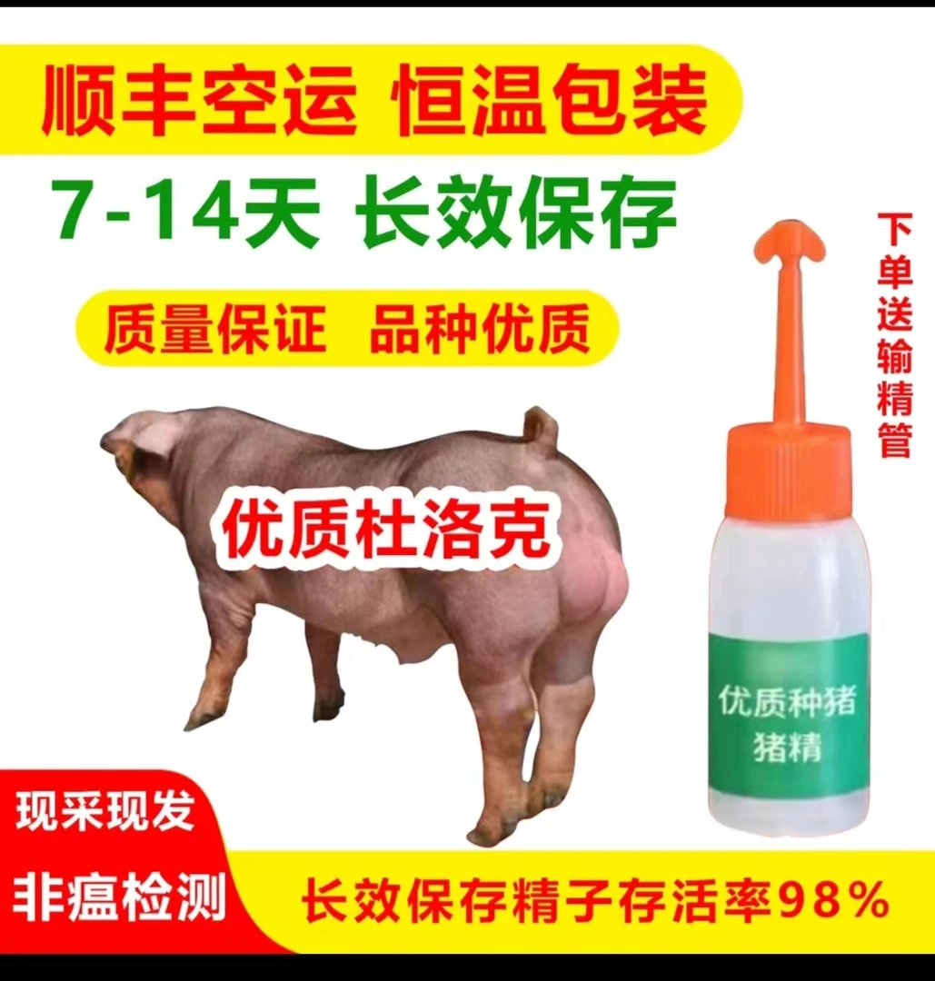 优质商品杜洛克种猪猪精养殖场专用