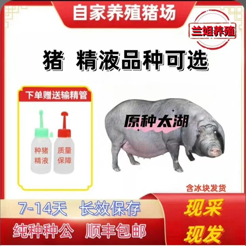 太 湖种公猪精一件包邮包对版跑山黑猪种公猪精液生态养殖批发