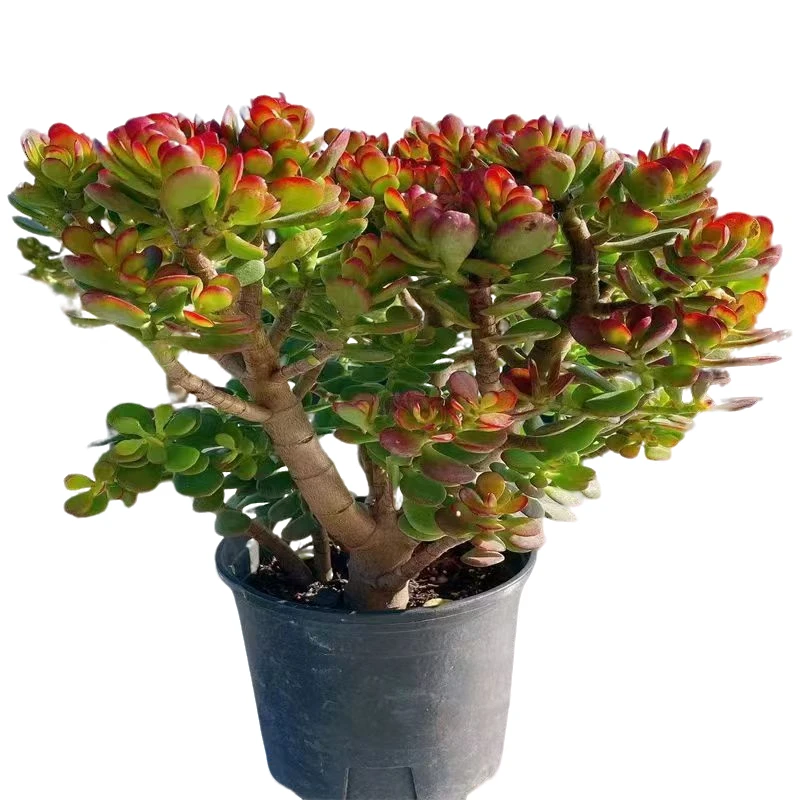 精品多肉 摇钱树 中大号 好看好养