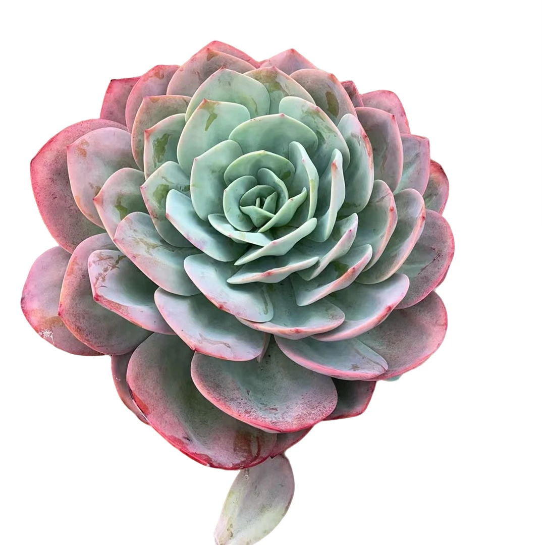 精品多肉  单头血凤