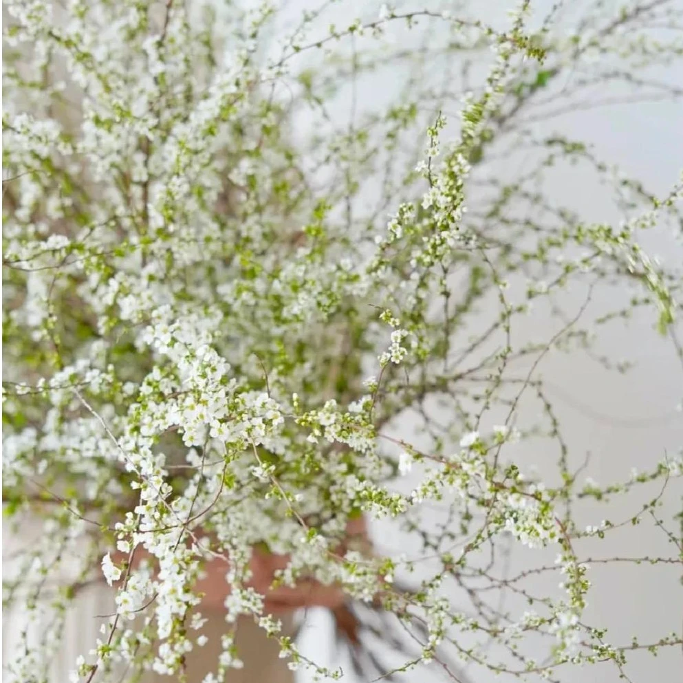 云南基地鲜花配叶雪柳3扎叶浪漫养护商务插花自然插花