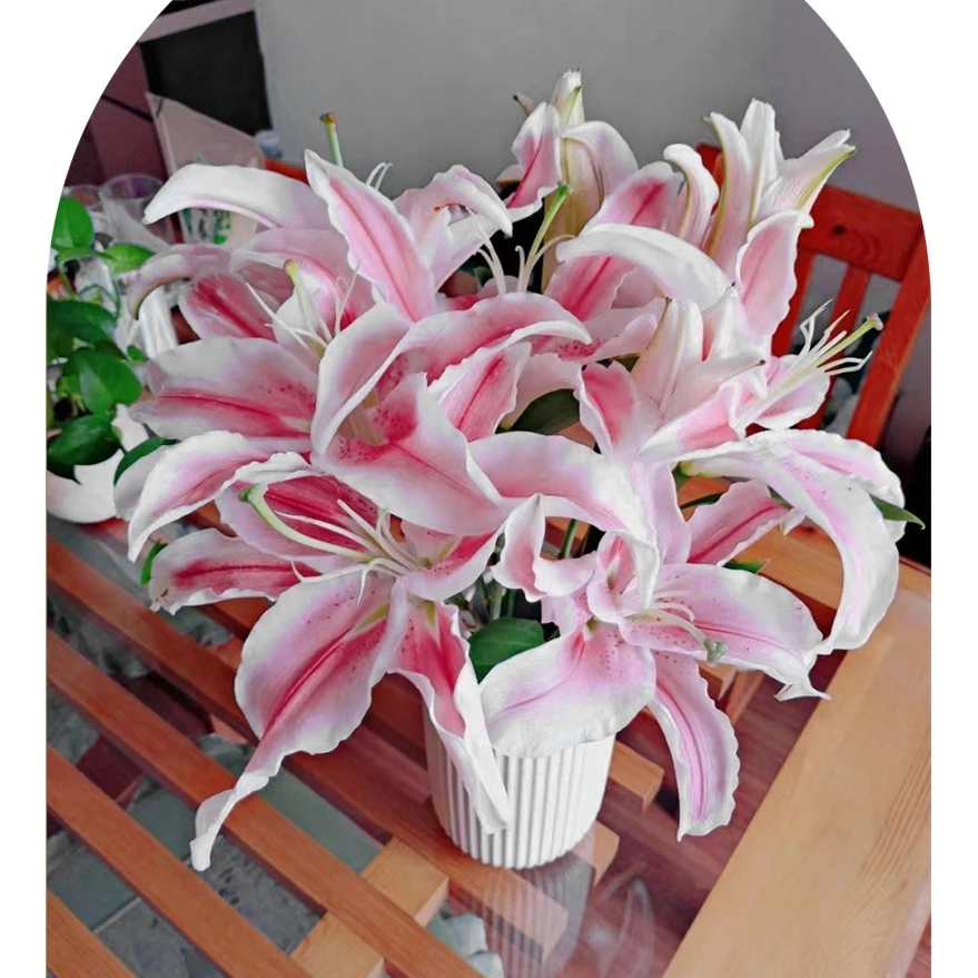 云南基地鲜花单瓣百合马龙郁金香花盆雪柳干花架营养土百合阳台