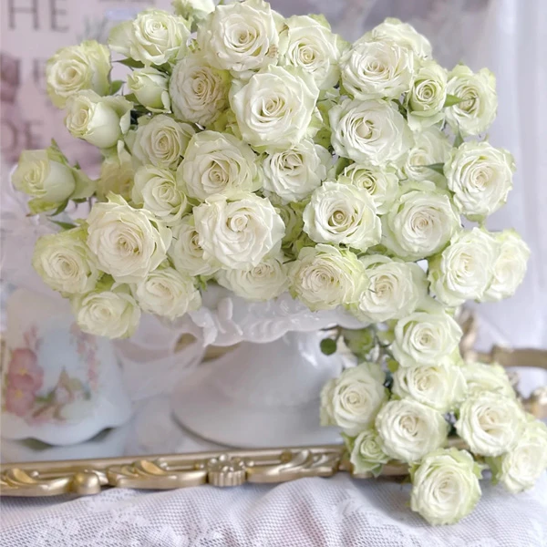 云南基地鲜花多头玫瑰繁星泡泡郁金香花盆雪柳干花架营养土百合